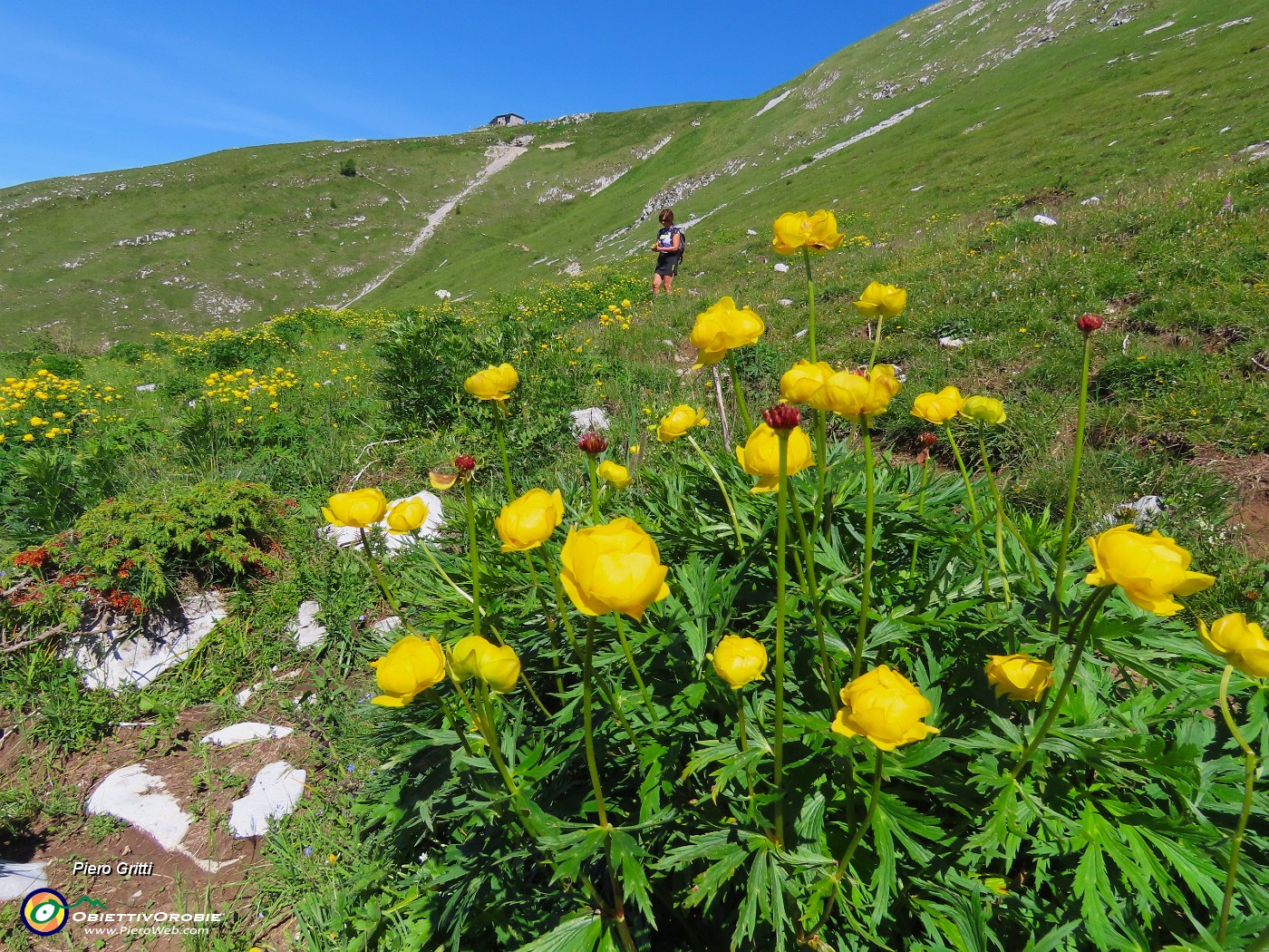 29 Pratoni fioriti di Trollius europaeus (Botton d'oro) con vista in Capanna 2000.JPG